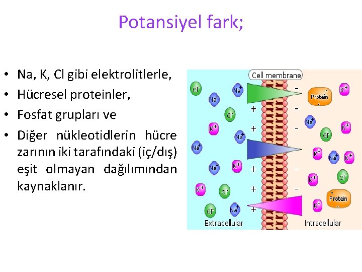 Potansiyel fark; • • Na, K, Cl gibi elektrolitlerle, Hücresel proteinler, Fosfat grupları ve