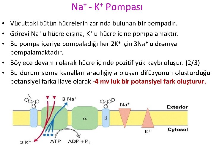 Na+ - K+ Pompası • Vücuttaki bütün hücrelerin zarında bulunan bir pompadır. • Görevi