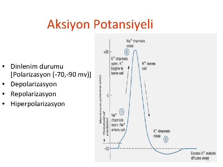 Aksiyon Potansiyeli • Dinlenim durumu [Polarizasyon (-70, -90 mv)] • Depolarizasyon • Repolarizasyon •