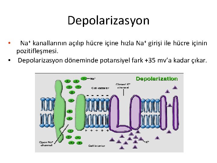 Depolarizasyon Na+ kanallarının açılıp hücre içine hızla Na+ girişi ile hücre içinin pozitifleşmesi. •