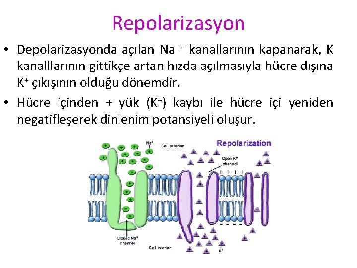 Repolarizasyon • Depolarizasyonda açılan Na + kanallarının kapanarak, K kanalllarının gittikçe artan hızda açılmasıyla