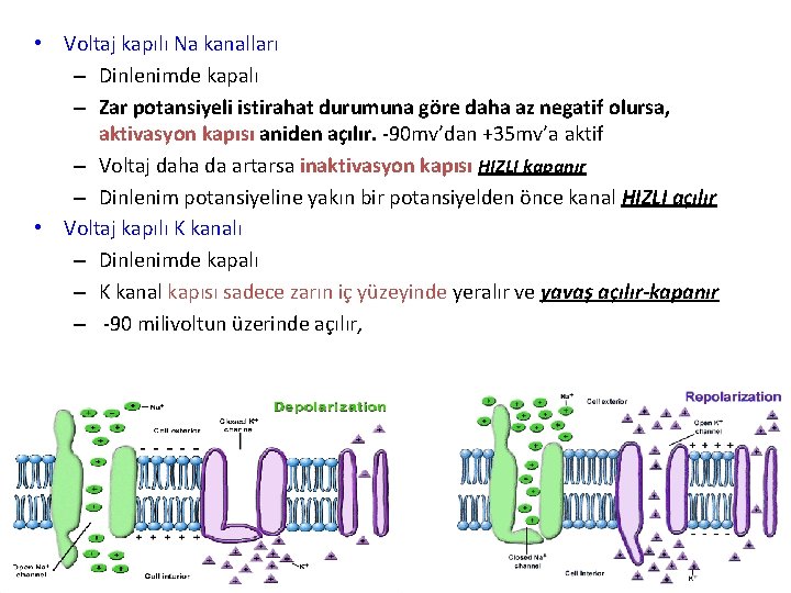  • Voltaj kapılı Na kanalları – Dinlenimde kapalı – Zar potansiyeli istirahat durumuna