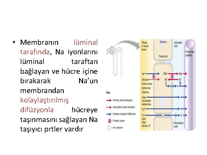  • Membranın lüminal tarafında, Na iyonlarını lüminal taraftan bağlayan ve hücre içine bırakarak