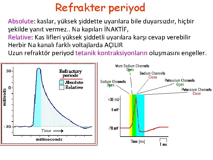 Refrakter periyod Absolute: kaslar, yüksek şiddette uyarılara bile duyarsızdır, hiçbir şekilde yanıt vermez. .