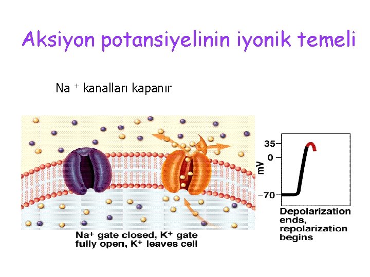 Aksiyon potansiyelinin iyonik temeli Na + kanalları kapanır 