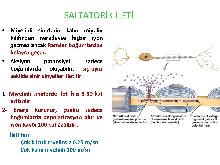 SALTATORİK İLETİ • Miyelinli sinirlerin kalın miyelin kılıfından neredeyse hiçbir iyon geçmez ancak Ranvier