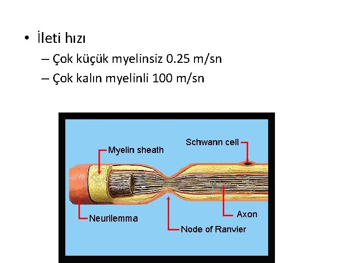  • İleti hızı – Çok küçük myelinsiz 0. 25 m/sn – Çok kalın
