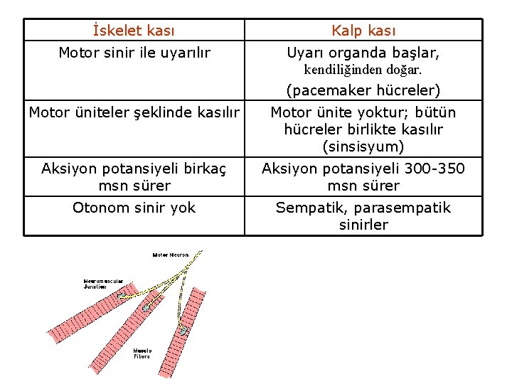 İskelet kası Kalp kası Motor sinir ile uyarılır Uyarı organda başlar, kendiliğinden doğar. (pacemaker