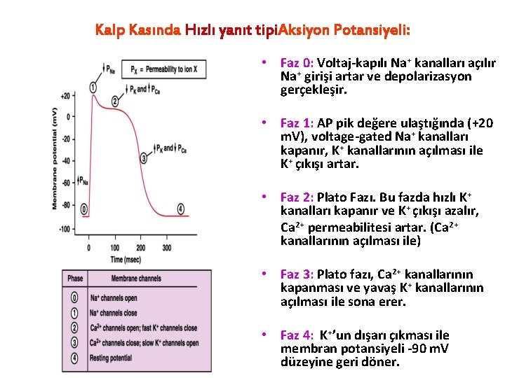 Kalp Kasında Hızlı yanıt tipi. Aksiyon Potansiyeli: • Faz 0: Voltaj-kapılı Na+ kanalları açılır