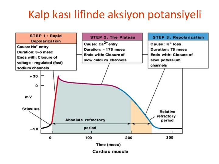 Kalp kası lifinde aksiyon potansiyeli 