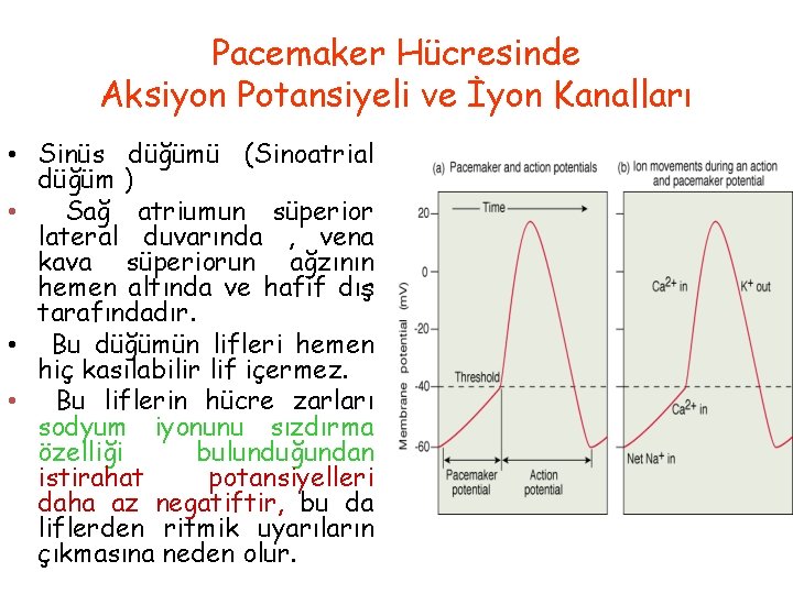 Pacemaker Hücresinde Aksiyon Potansiyeli ve İyon Kanalları • Sinüs düğümü (Sinoatrial düğüm ) •