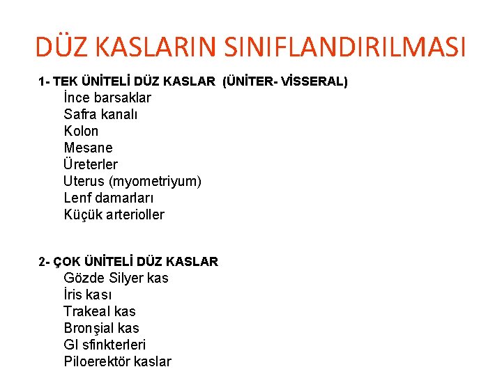 DÜZ KASLARIN SINIFLANDIRILMASI 1 - TEK ÜNİTELİ DÜZ KASLAR (ÜNİTER- VİSSERAL) İnce barsaklar Safra