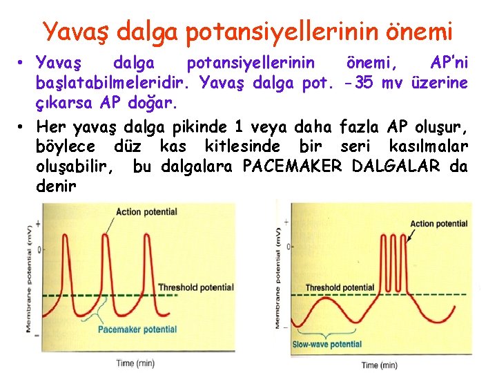 Yavaş dalga potansiyellerinin önemi • Yavaş dalga potansiyellerinin önemi, AP’ni başlatabilmeleridir. Yavaş dalga pot.