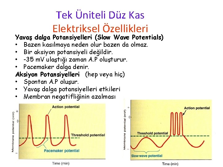 Tek Üniteli Düz Kas Elektriksel Özellikleri Yavaş dalga Potansiyelleri (Slow Wave Potentials) • Bazen