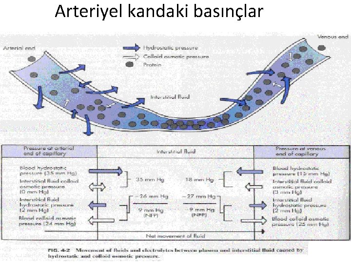 Arteriyel kandaki basınçlar 