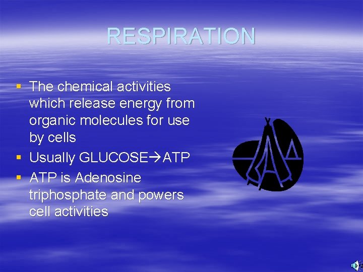 RESPIRATION § The chemical activities which release energy from organic molecules for use by