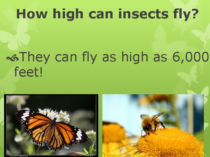 How high can insects fly? They can fly as high as 6, 000 feet!