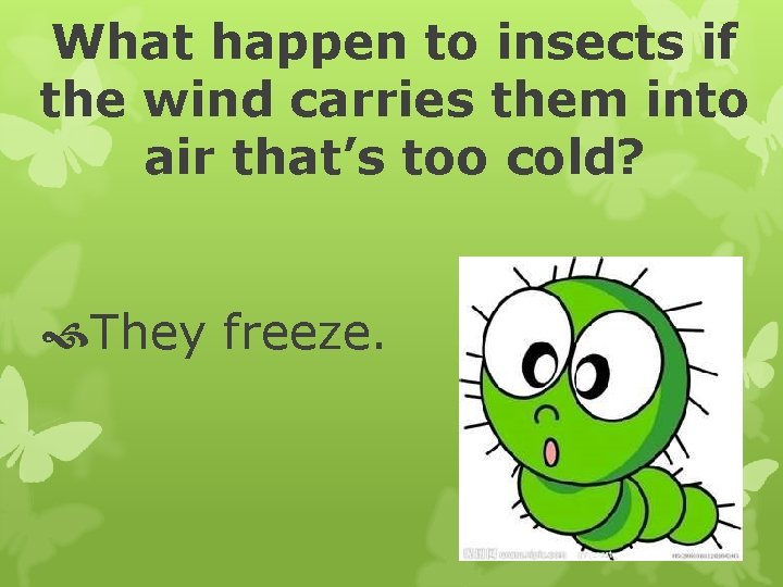 What happen to insects if the wind carries them into air that’s too cold?