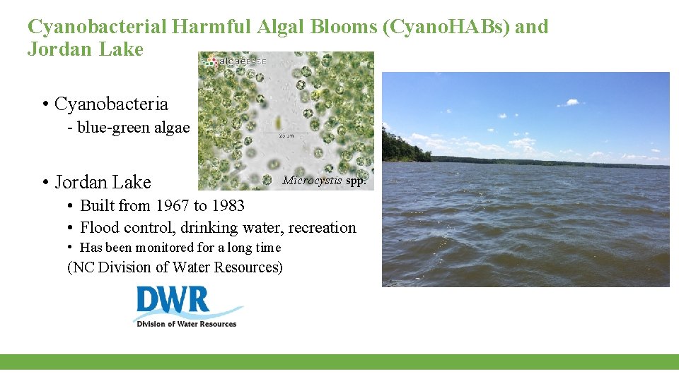 Cyanobacterial Harmful Algal Blooms (Cyano. HABs) and Jordan Lake • Cyanobacteria - blue-green algae