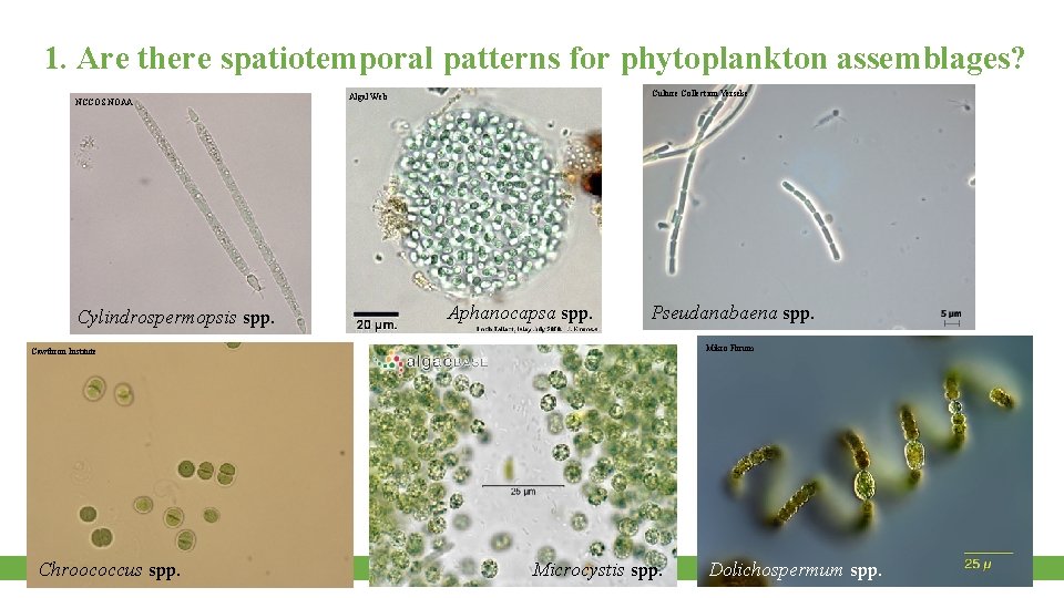 1. Are there spatiotemporal patterns for phytoplankton assemblages? NCCOS NOAA Cylindrospermopsis spp. Culture Collection