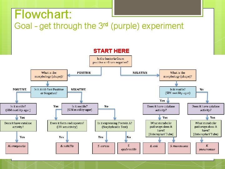 Flowchart: Goal – get through the 3 rd (purple) experiment START HERE 