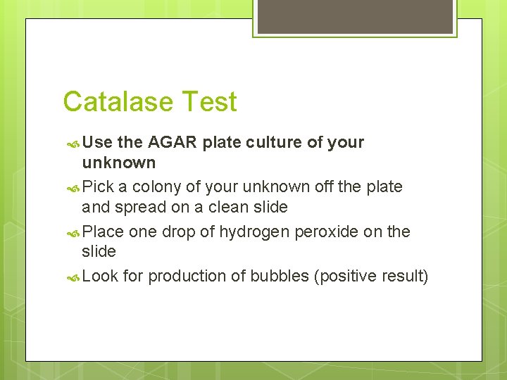Catalase Test Use the AGAR plate culture of your unknown Pick a colony of