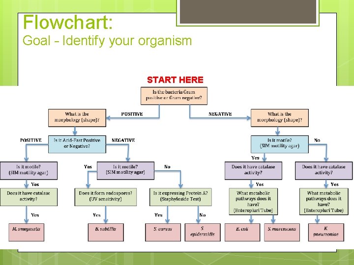 Flowchart: Goal – Identify your organism START HERE 