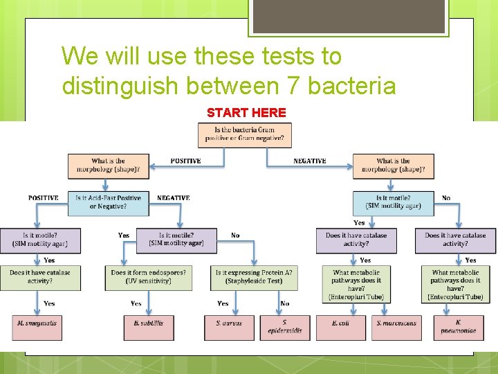 We will use these tests to distinguish between 7 bacteria START HERE 