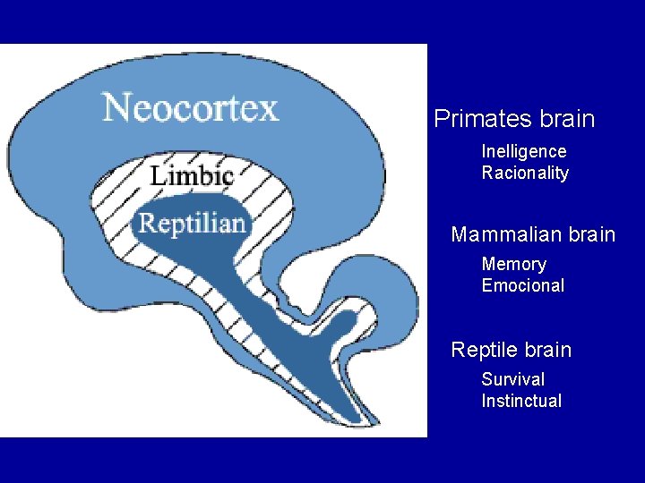 Primates brain Inelligence Racionality Mammalian brain Memory Emocional Reptile brain Survival Instinctual Primates brain Inelligence Racionality Mammalian brain Memory Emocional Reptile brain Survival Instinctual