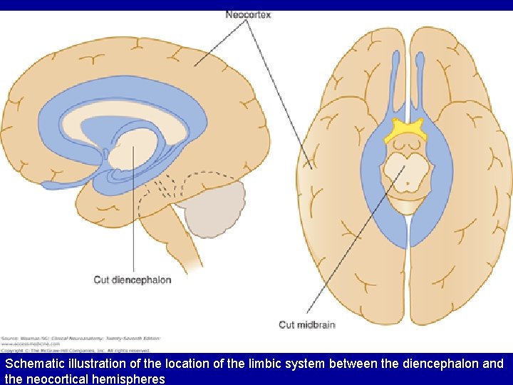 Schematic illustration of the location of the limbic system between the diencephalon and the Schematic illustration of the location of the limbic system between the diencephalon and the
