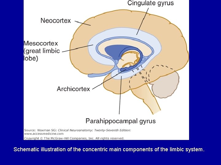 Schematic illustration of the concentric main components of the limbic system. Schematic illustration of the concentric main components of the limbic system.