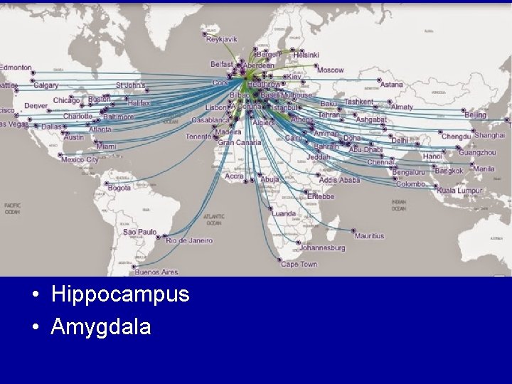 • Hippocampus • Amygdala • Hippocampus • Amygdala
