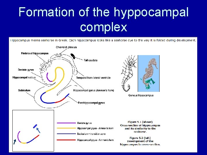 Formation of the hyppocampal complex Formation of the hyppocampal complex