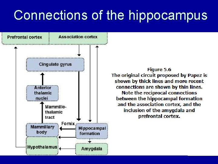 Connections of the hippocampus Connections of the hippocampus