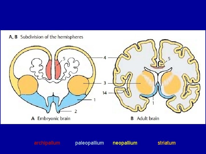 archipallum paleopallium neopallium striatum archipallum paleopallium neopallium striatum
