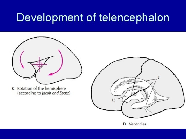 Development of telencephalon Development of telencephalon