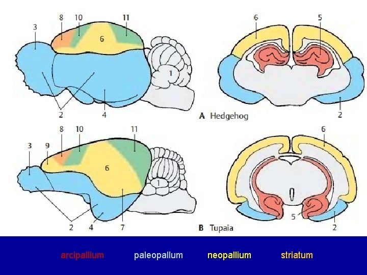 arcipallium paleopallum neopallium striatum arcipallium paleopallum neopallium striatum