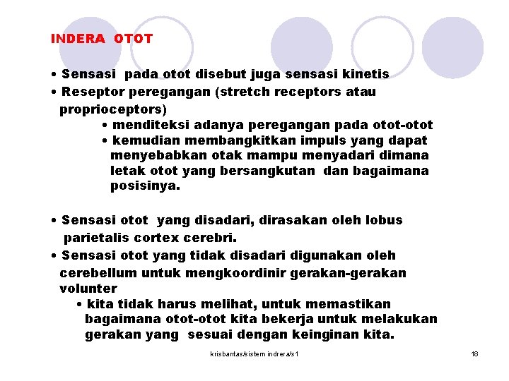 INDERA OTOT • Sensasi pada otot disebut juga sensasi kinetis • Reseptor peregangan (stretch