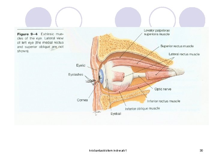 krisbantas/sistem indrera/s 1 30 