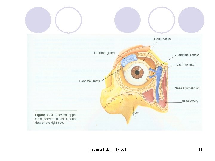 krisbantas/sistem indrera/s 1 31 