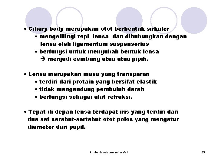  • Ciliary body merupakan otot berbentuk sirkuler • mengelilingi tepi lensa dan dihubungkan