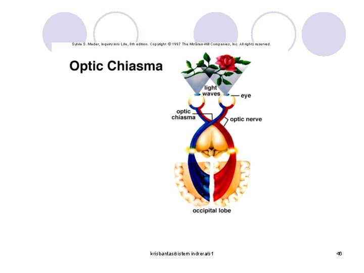 krisbantas/sistem indrera/s 1 46 