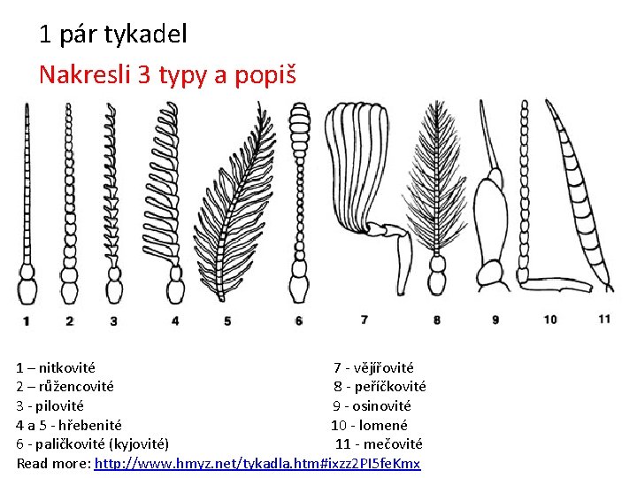 1 pár tykadel Nakresli 3 typy a popiš 1 – nitkovité 7 - vějířovité