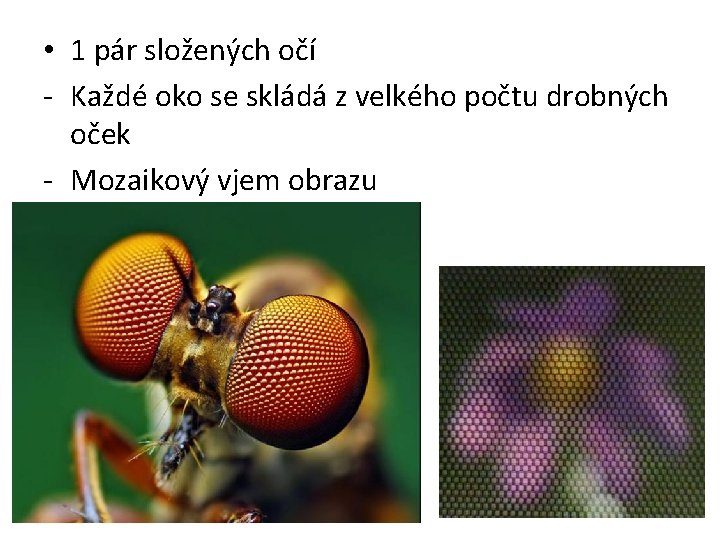  • 1 pár složených očí - Každé oko se skládá z velkého počtu