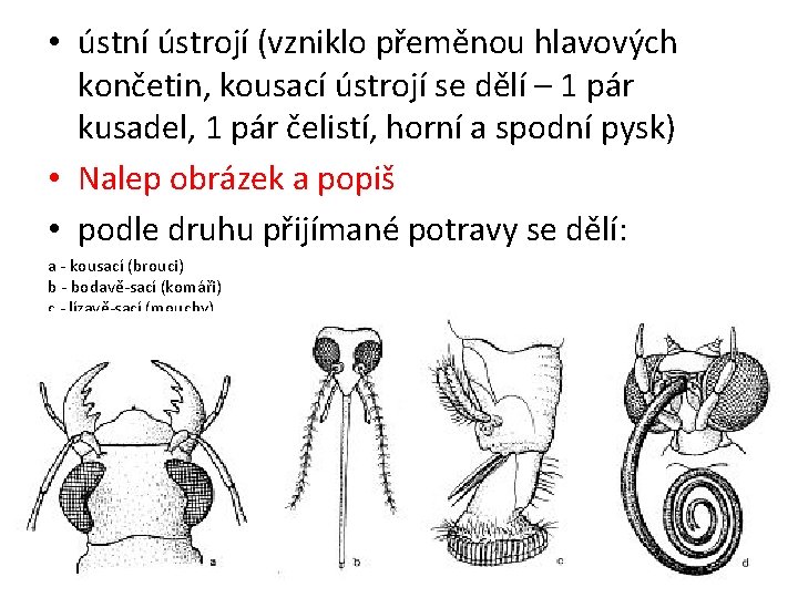  • ústní ústrojí (vzniklo přeměnou hlavových končetin, kousací ústrojí se dělí – 1