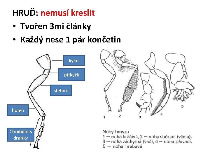 HRUĎ: nemusí kreslit • Tvořen 3 mi články • Každý nese 1 pár končetin