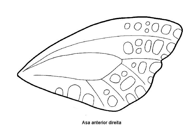 Asa anterior direita 