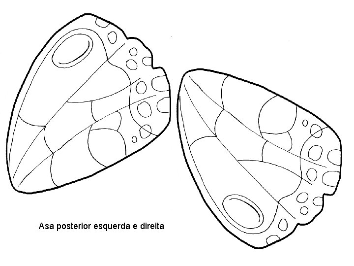 Asa posterior esquerda e direita 