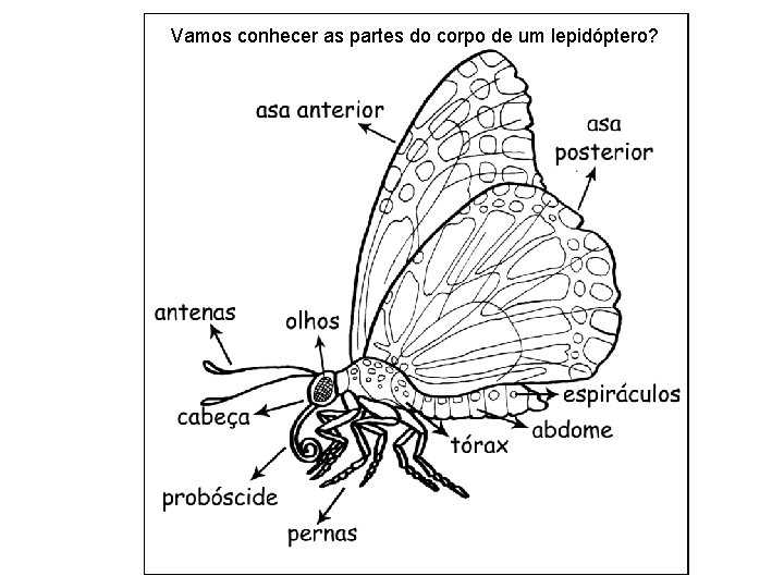 Vamos conhecer as partes do corpo de um lepidóptero? 