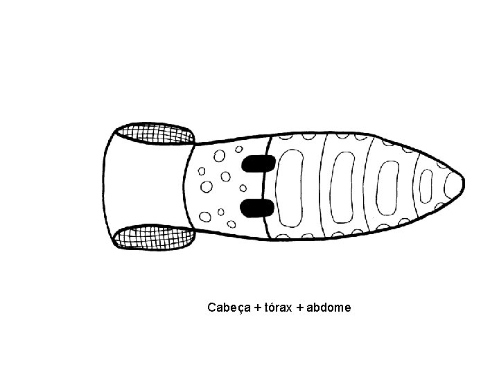 Cabeça + tórax + abdome 